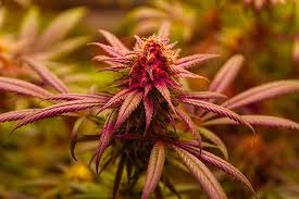 The Ultimate Guide to Future #1 Strain